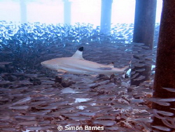 Black Tip Reef Shark on the hunt in the South Ari Atol of... by Simon Barnes 